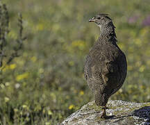 Francolin criard