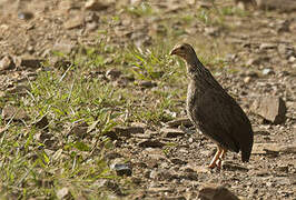 Francolin d'Ahanta