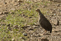 Francolin d'Ahanta