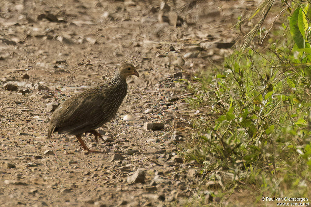 Francolin d'Ahanta