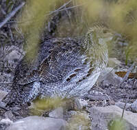 Francolin d'Archer