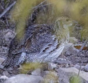 Francolin d'Archer