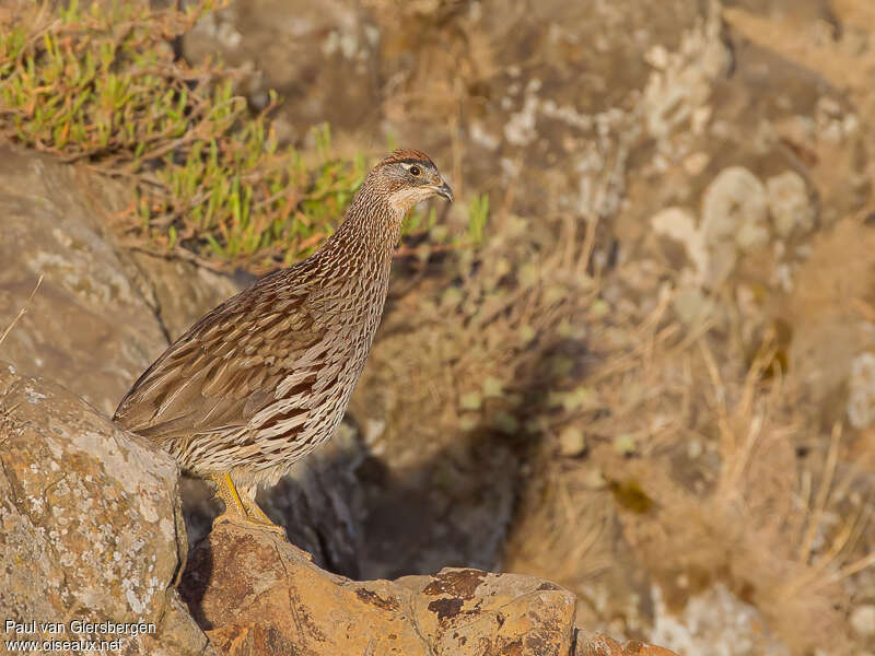 Francolin d'Erckeladulte, identification