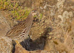 Francolin d'Erckel