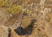 Francolin d'Erckel