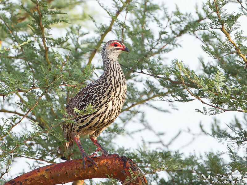 Clapperton's Francolin