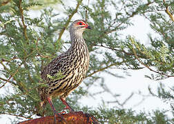 Clapperton's Spurfowl