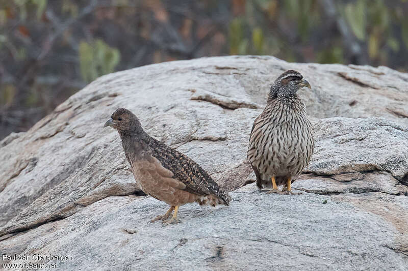 Hartlaub's Spurfowladult, Behaviour