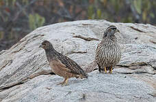 Francolin de Hartlaub