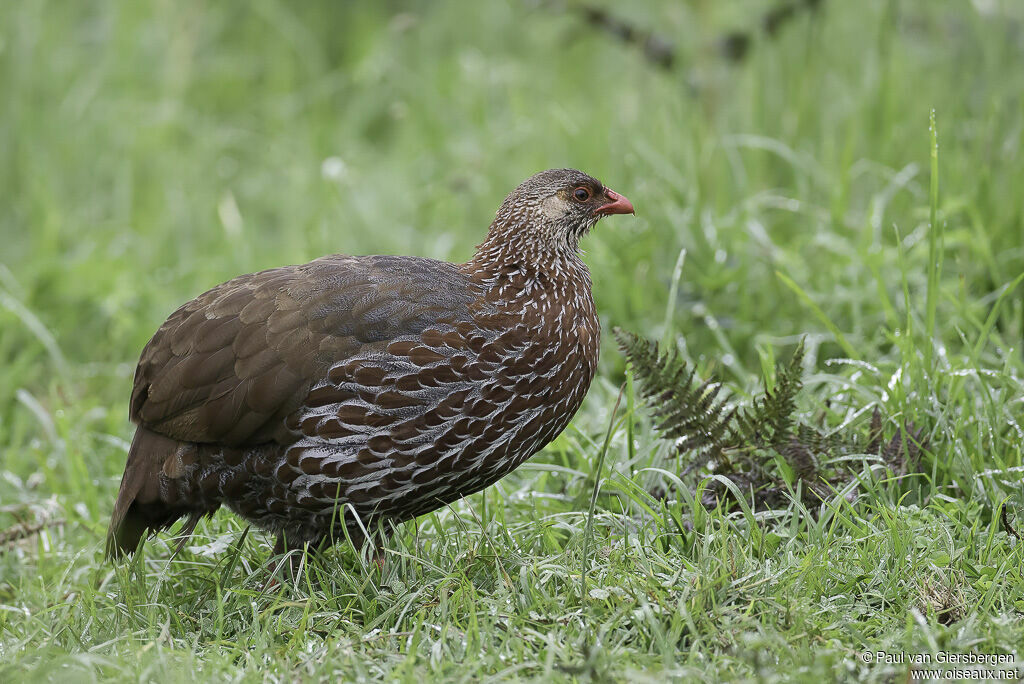 Francolin de Jacksonadulte