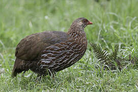 Jackson's Spurfowl