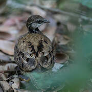 Latham's Francolin