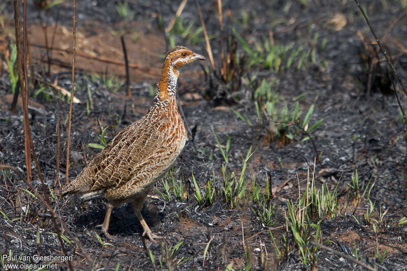 Red-winged Francolin