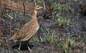 Red-winged Francolin