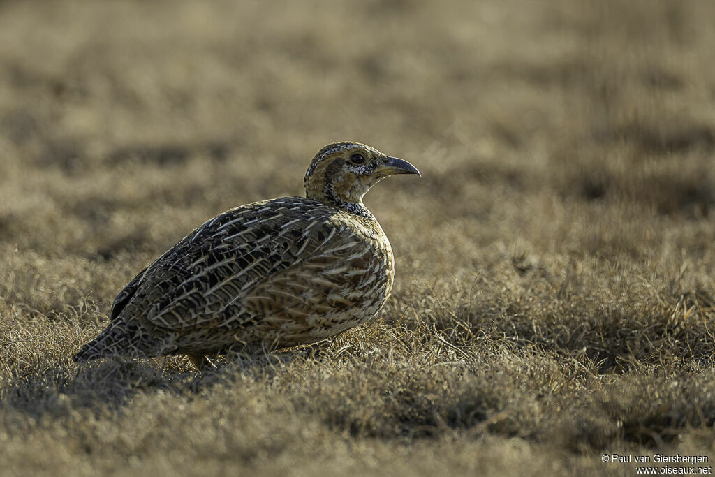 Red-winged Francolinadult