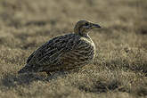 Francolin de Levaillant