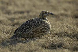 Red-winged Francolin