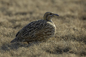 Francolin de Levaillant