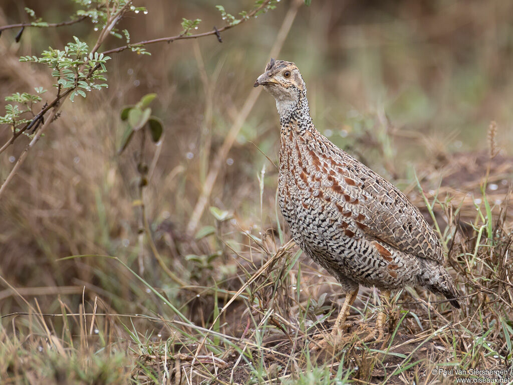 Francolin de Shelleyadulte