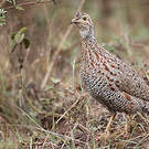 Francolin de Shelley
