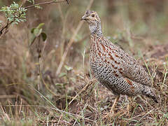 Shelley's Francolin