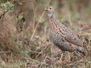 Francolin de Shelley