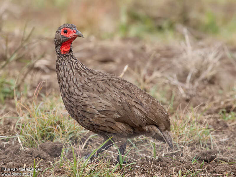 Francolin de Swainsonadulte, identification