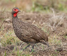 Swainson's Spurfowl