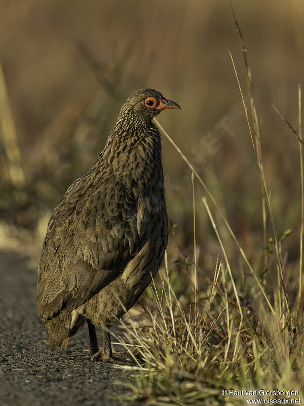 Francolin de Swainsonadulte