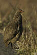 Francolin de Swainson