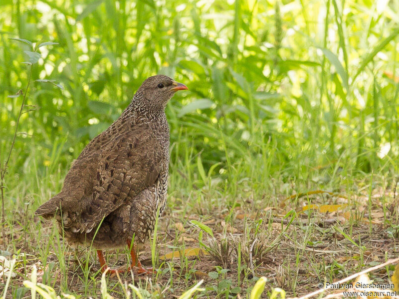 Natal Spurfowl