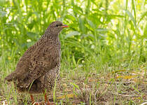 Francolin du Natal