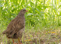 Natal Spurfowl