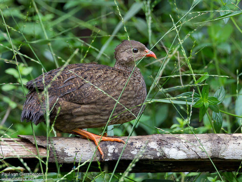 Scaly Francolinadult, identification