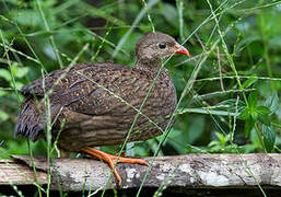 Scaly Francolin