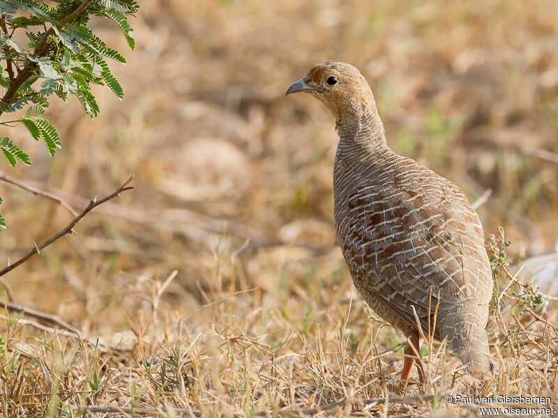 Francolin gris