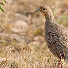 Francolin gris