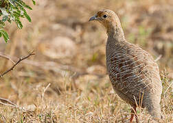 Grey Francolin