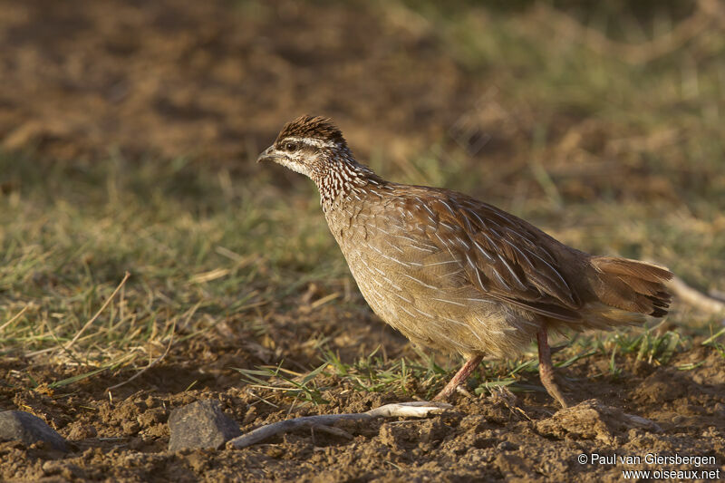 Francolin huppé