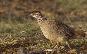 Francolin huppé