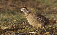 Francolin huppé