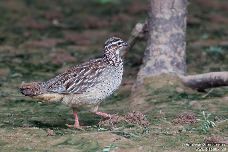 Francolin huppé