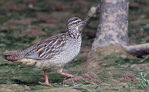 Francolin huppé