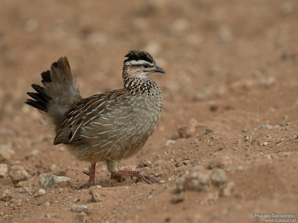 Crested Francolinadult