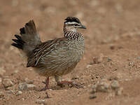 Francolin huppé