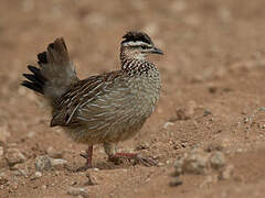 Francolin huppé