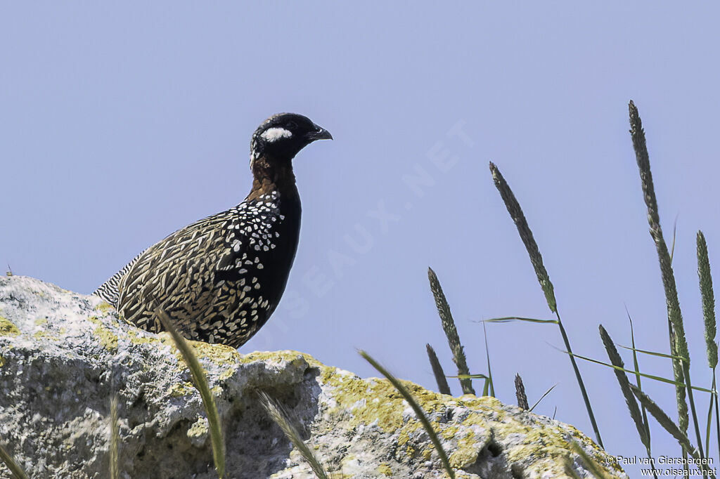 Francolin noiradulte