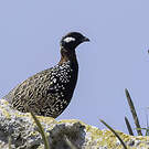 Francolin noir