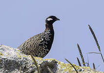 Francolin noir