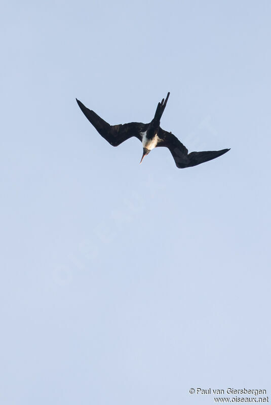 Lesser Frigatebird